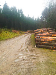 Logs stacked and roadway cleared ready for collection.